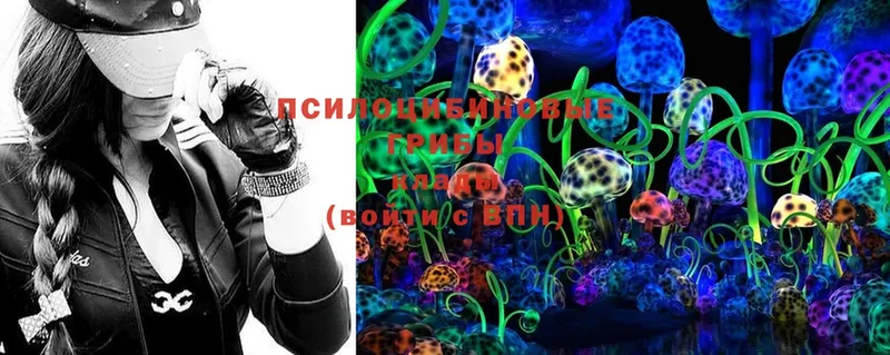 что такое   Киселёвск  Псилоцибиновые грибы Cubensis 